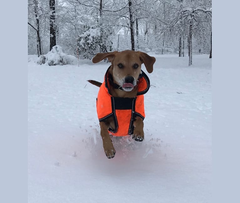 Charlie, an American Foxhound and Mountain Cur mix tested with EmbarkVet.com