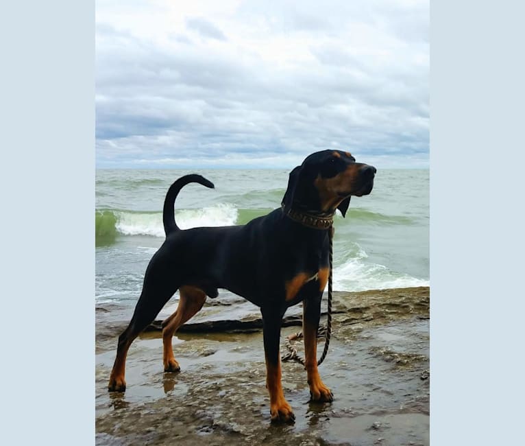 Wyatt, an American Leopard Hound tested with EmbarkVet.com