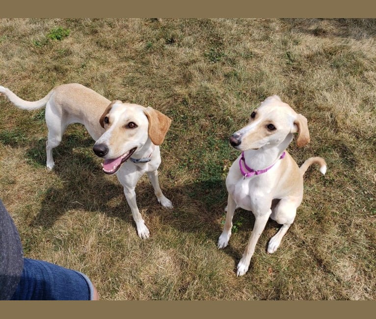 Wynnie, a Saluki and Boxer mix tested with EmbarkVet.com