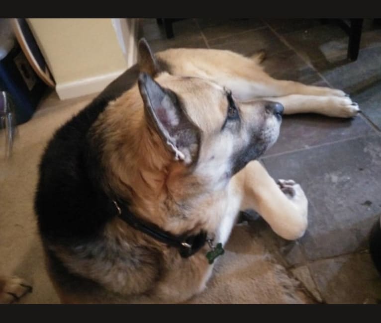 Simon, a German Shepherd Dog and Rottweiler mix tested with EmbarkVet.com