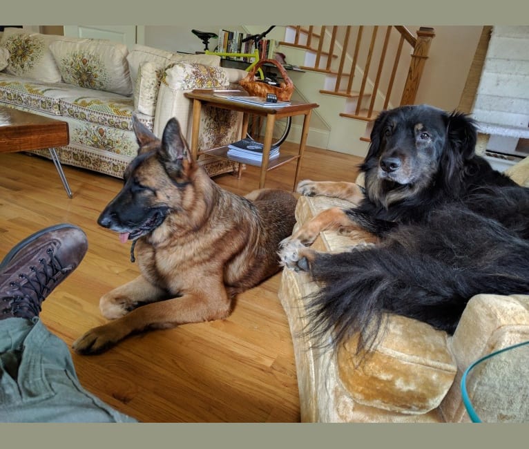 Photo of Cooper, a German Shepherd Dog, Golden Retriever, American Pit Bull Terrier, and Chow Chow mix in Chapel Hill, North Carolina, USA