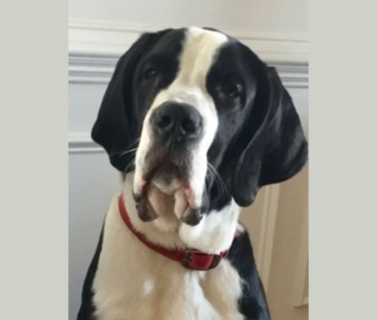Great dane x st bernard 2025