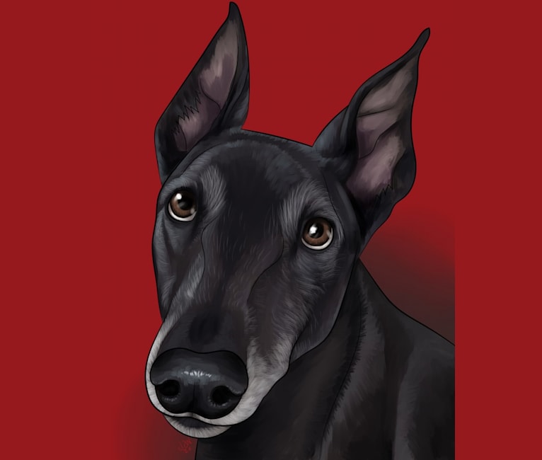 Drake, a Greyhound tested with EmbarkVet.com