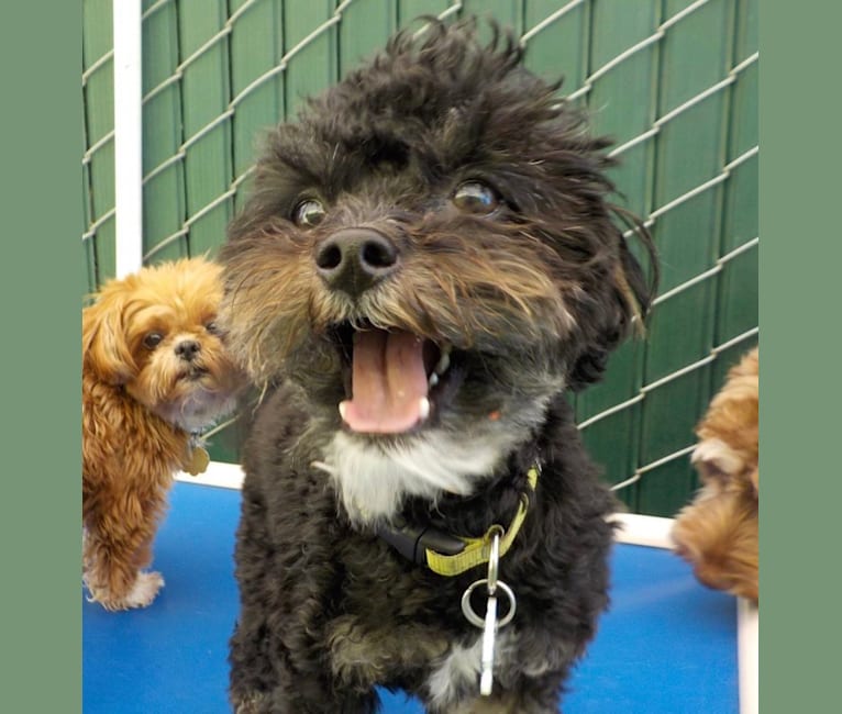 Popeye, a Chihuahua and Poodle (Small) mix tested with EmbarkVet.com
