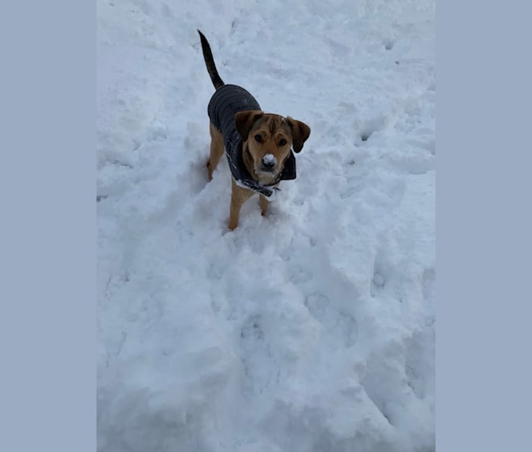 Embark Dog DNA Test Breed