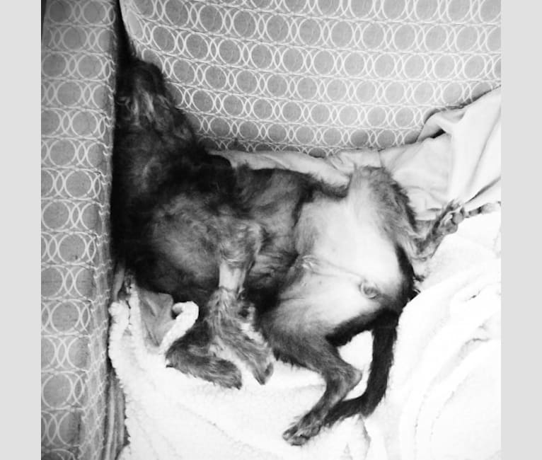 Photo of Elwood, a Chihuahua, Pomeranian, Miniature Schnauzer, and Mixed mix in Colorado, USA