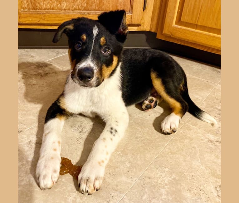 Embark Dog DNA Test Breed