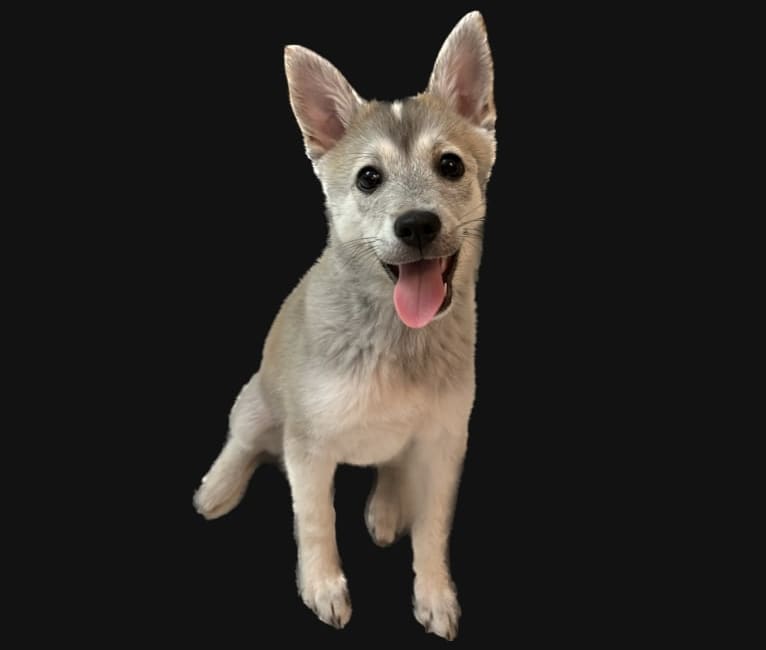 연탄, a Japanese or Korean Village Dog tested with EmbarkVet.com
