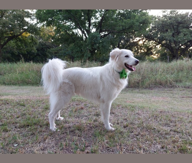 Luca, a Great Pyrenees and Pomeranian mix tested with EmbarkVet.com