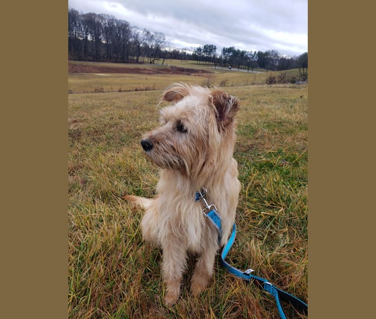 Chewy Reynoso, an Eastern European Village Dog and Yorkshire Terrier mix tested with EmbarkVet.com