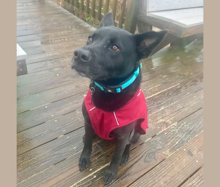embark dog dna test breed