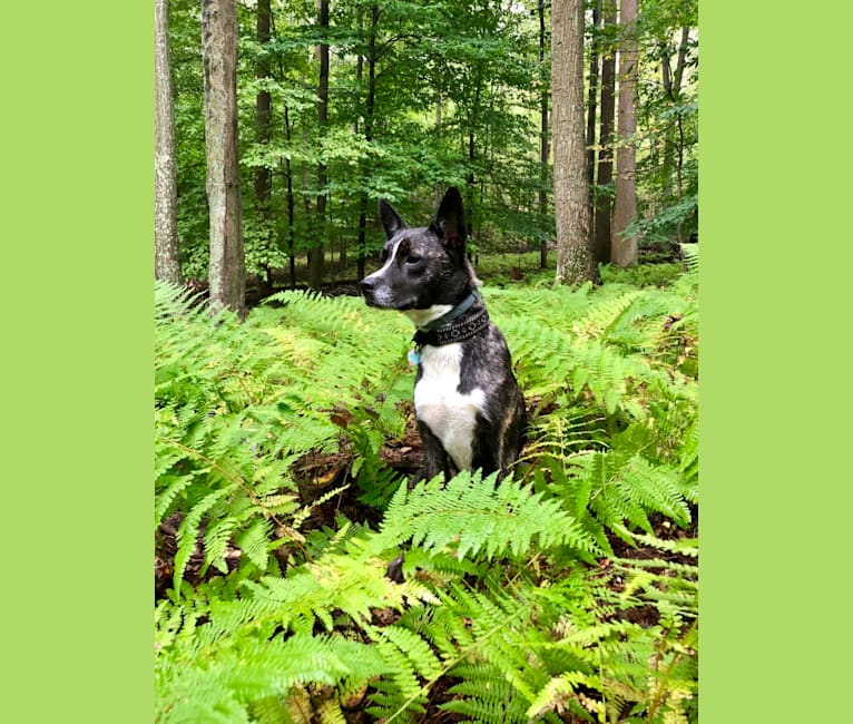 Athena, a Siberian Husky and Boston Terrier mix tested with EmbarkVet.com