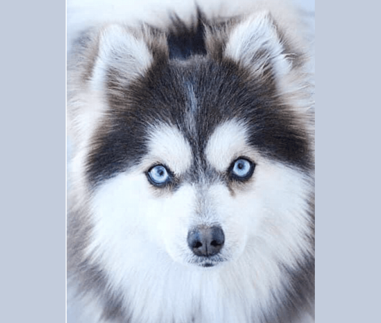 Sapphire, a Pomeranian and Siberian Husky mix tested with EmbarkVet.com