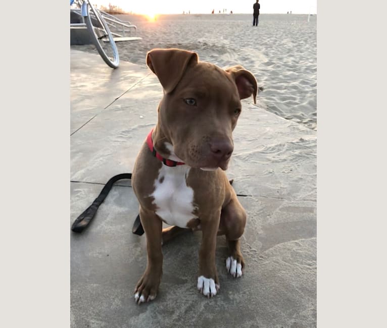Photo of Sonny, an American Pit Bull Terrier, American Bulldog, Dogo Argentino, and American Staffordshire Terrier mix in Los Angeles, California, USA