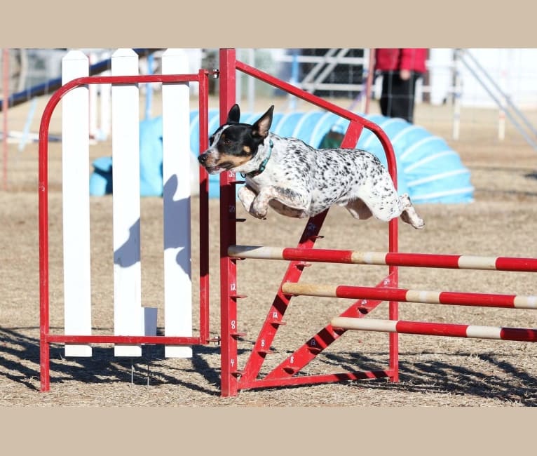Hank, an Australian Cattle Dog and Chihuahua mix tested with EmbarkVet.com