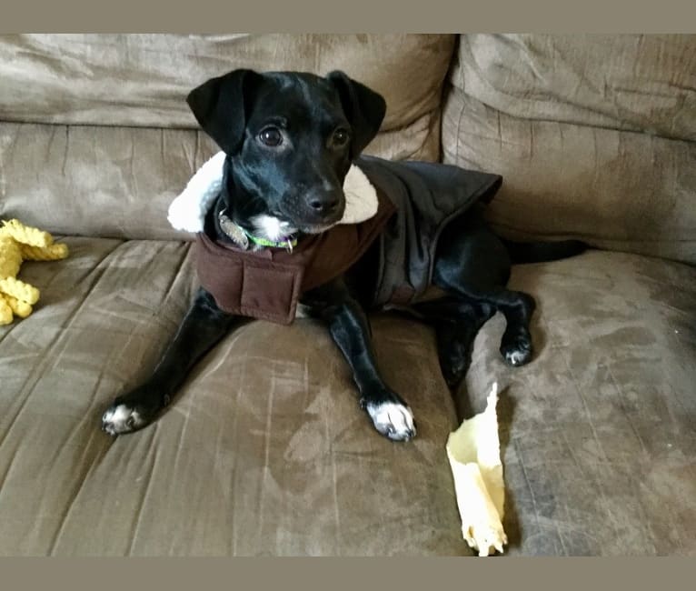 Photo of Hoss, a Chihuahua, Poodle (Small), Staffordshire Terrier, Rat Terrier, and Mixed mix