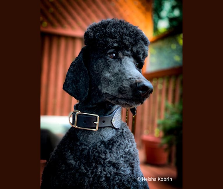 Photo of Symplee A New Hope, a Poodle (Standard)  in Valley Springs, CA, USA