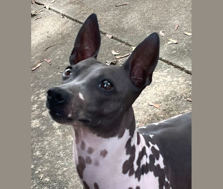 Saphira, an American Hairless Terrier tested with EmbarkVet.com