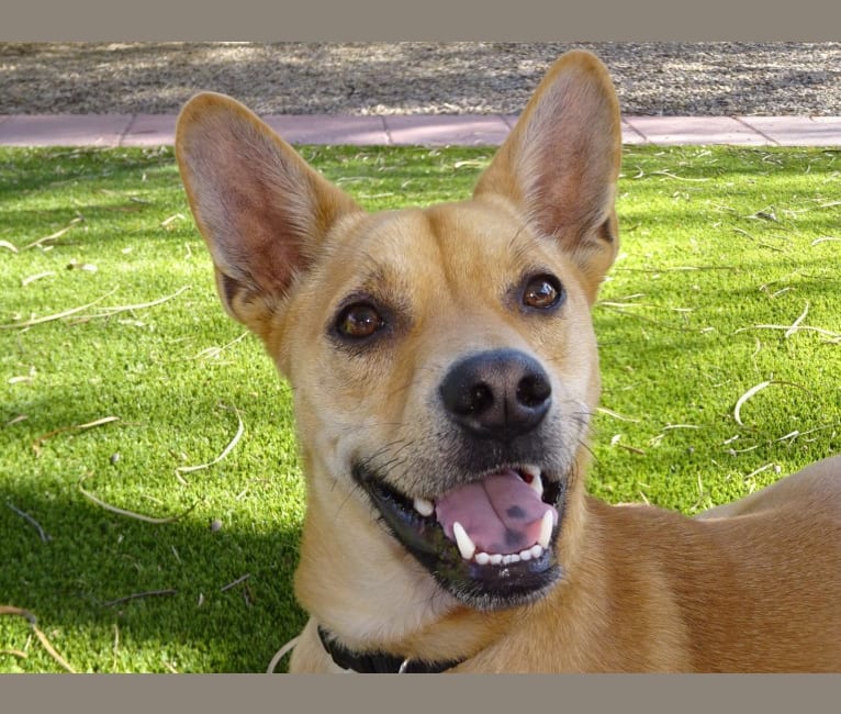 Bean, a Chow Chow and Chihuahua mix tested with EmbarkVet.com