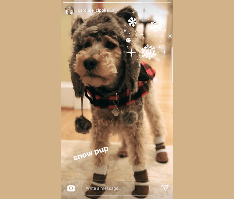 Riley, a Welsh Terrier tested with EmbarkVet.com