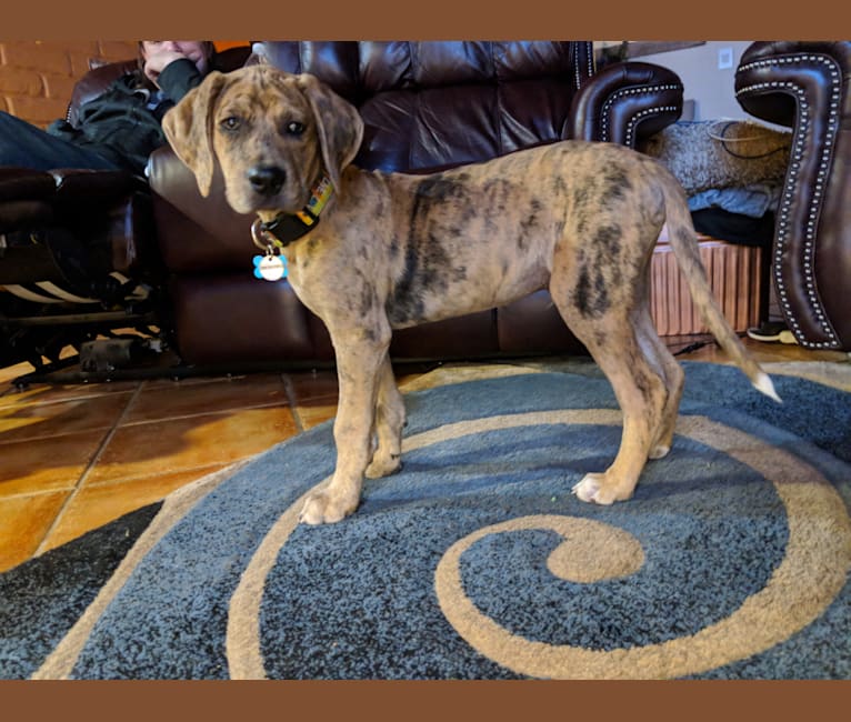 Abner, a Catahoula Leopard Dog and Boxer mix tested with EmbarkVet.com