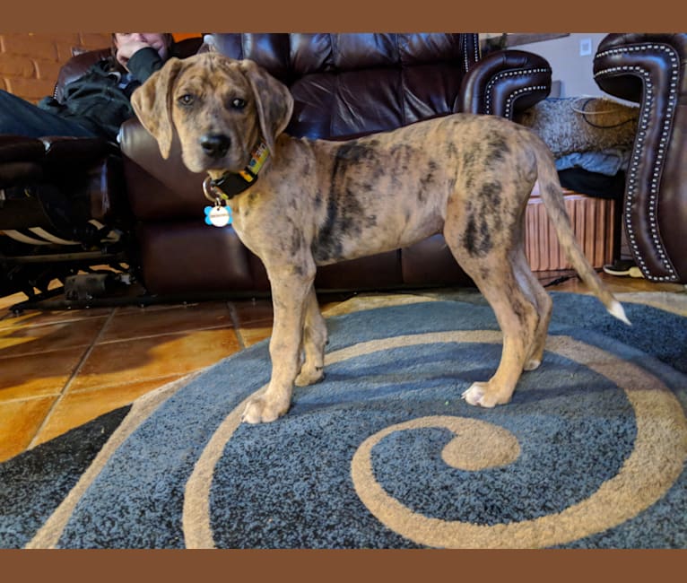 Catahoula leopard dog boxer mix top