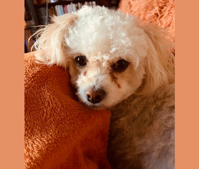 Photo of Maggie Roo, a Poodle (Small), Chihuahua, Pekingese, and Mixed mix in Los Angeles, CA, USA