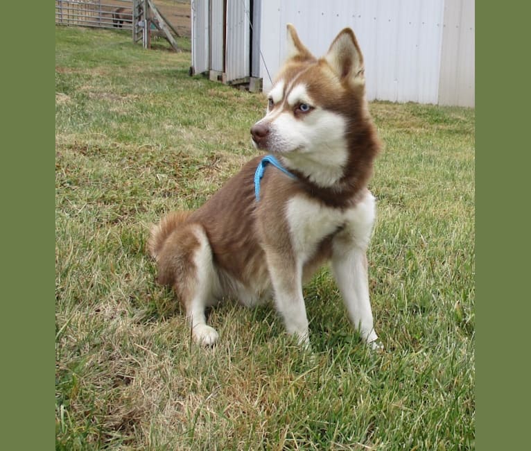 Alaskan Klee Kai: Dog breed info, photos, common names, and more — Embarkvet