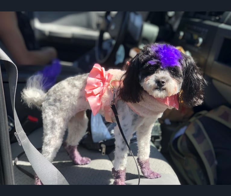 Photo of Daizy, a Chihuahua, Cocker Spaniel, Shih Tzu, Poodle (Small), and Mixed mix in Santee, California, USA