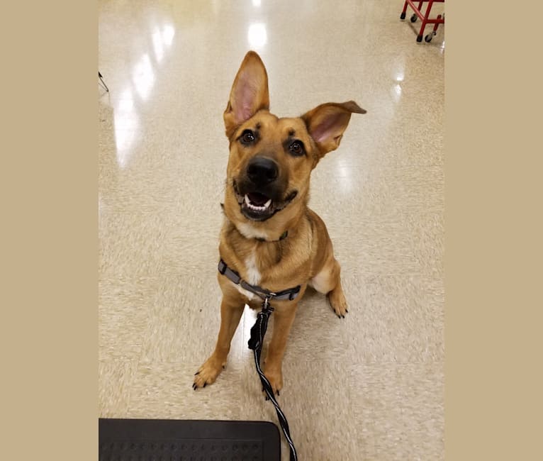 Max, a German Shepherd Dog and Rat Terrier mix tested with EmbarkVet.com