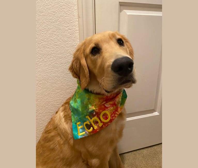 Echo, a Golden Retriever and Labrador Retriever mix tested with EmbarkVet.com