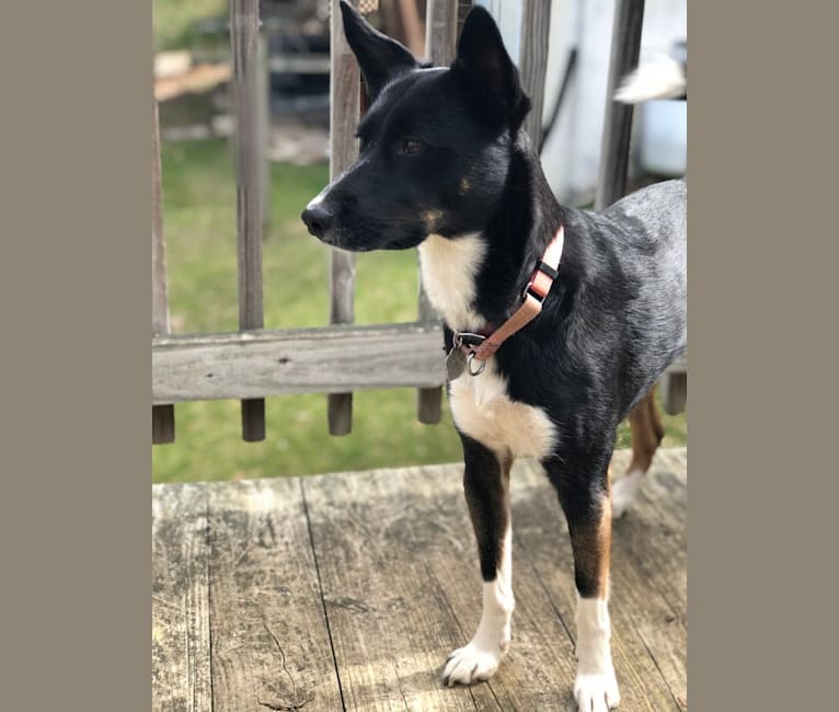 Basenji catahoula mix sales