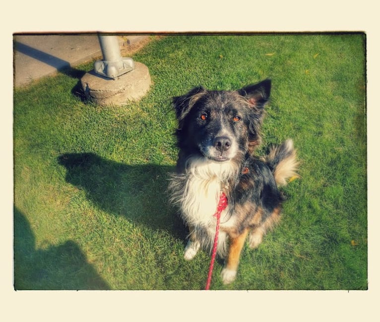 Embark Dog Dna Test Breed