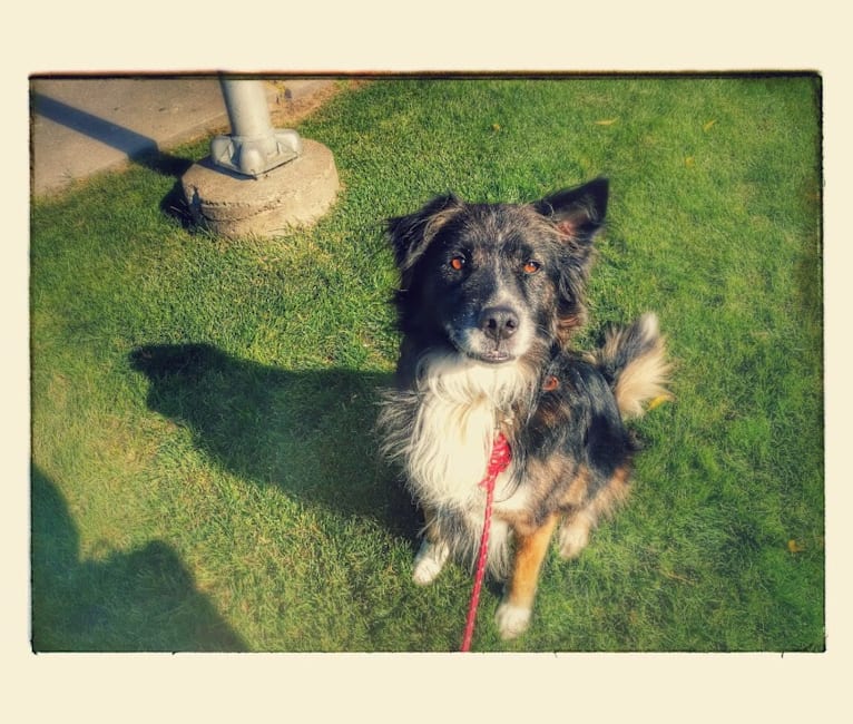 Stanley, an Australian Shepherd and Staffordshire Terrier mix tested with EmbarkVet.com