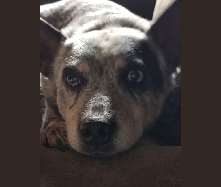Shadoe, an Australian Cattle Dog tested with EmbarkVet.com