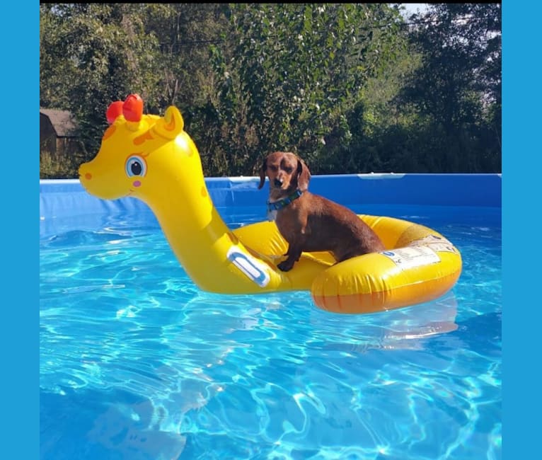 Casey, a Dachshund tested with EmbarkVet.com