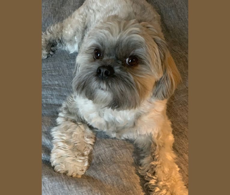 Andre, a Shih Tzu and Brussels Griffon mix tested with EmbarkVet.com