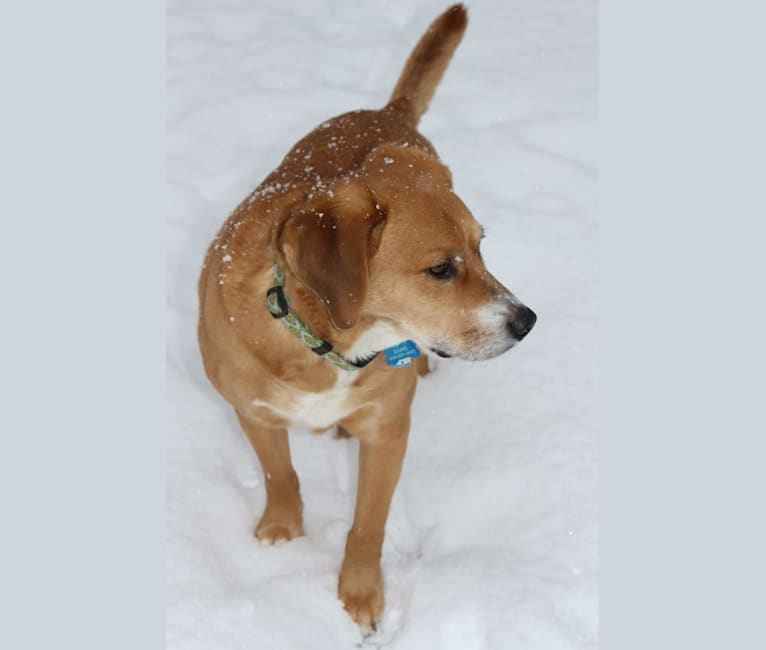 Duke, a Beagle and Llewellin Setter mix tested with EmbarkVet.com