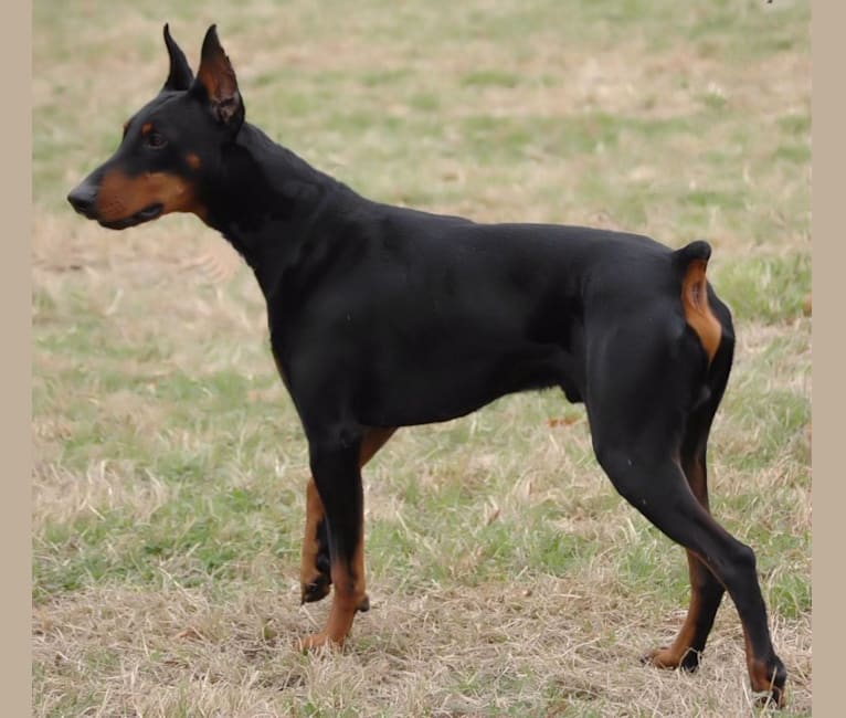 Embark Dog DNA Test Breed