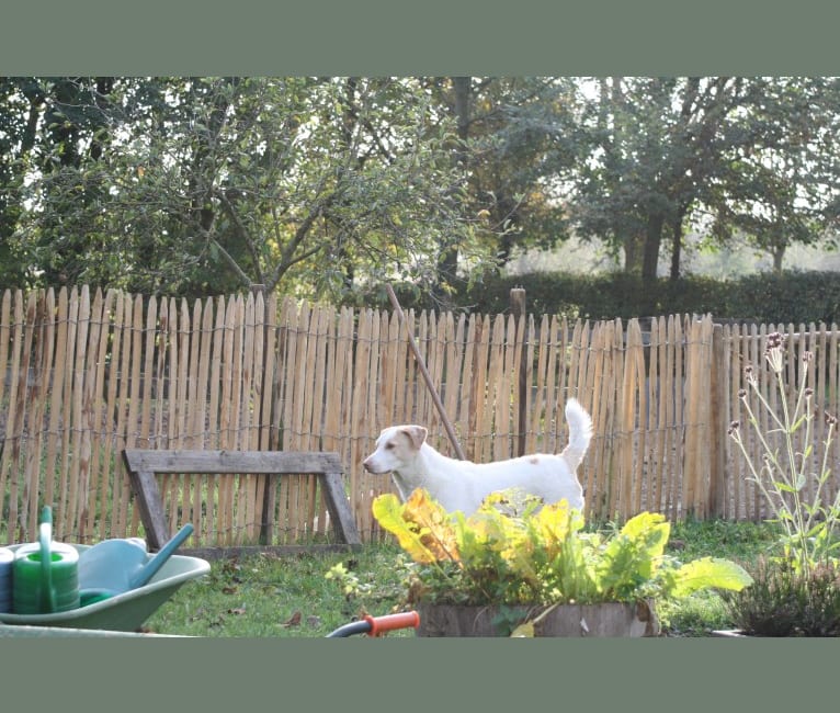 Photo of Casper, an Eastern European Village Dog  in Romania