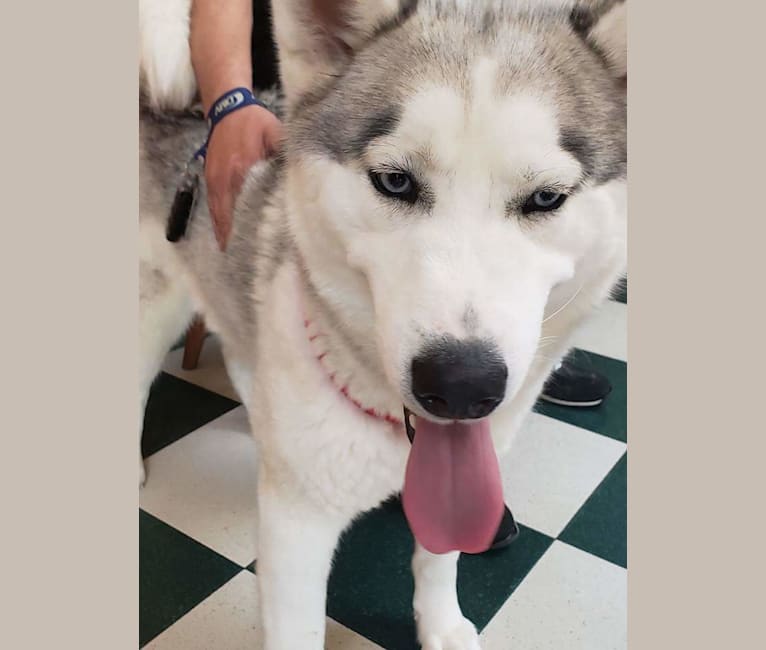 Husky dna sales