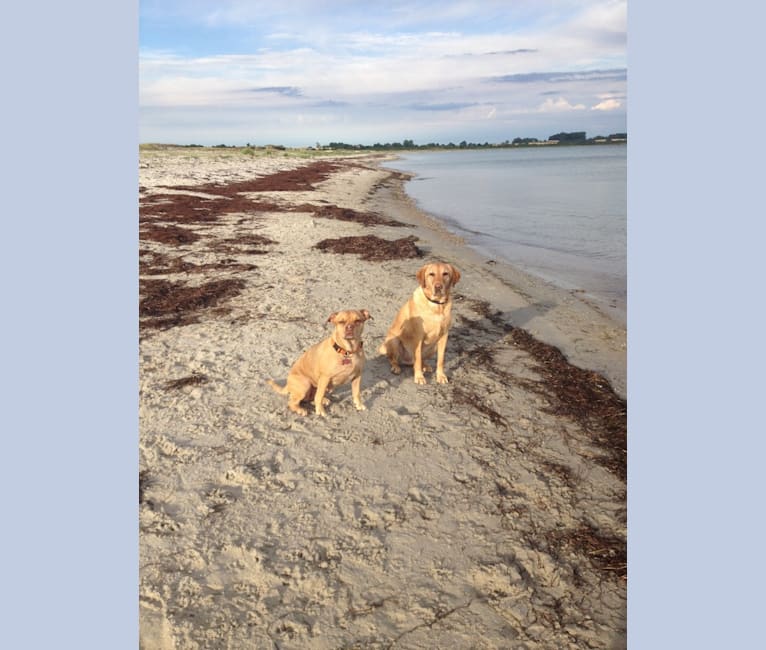 embark dog dna test breed