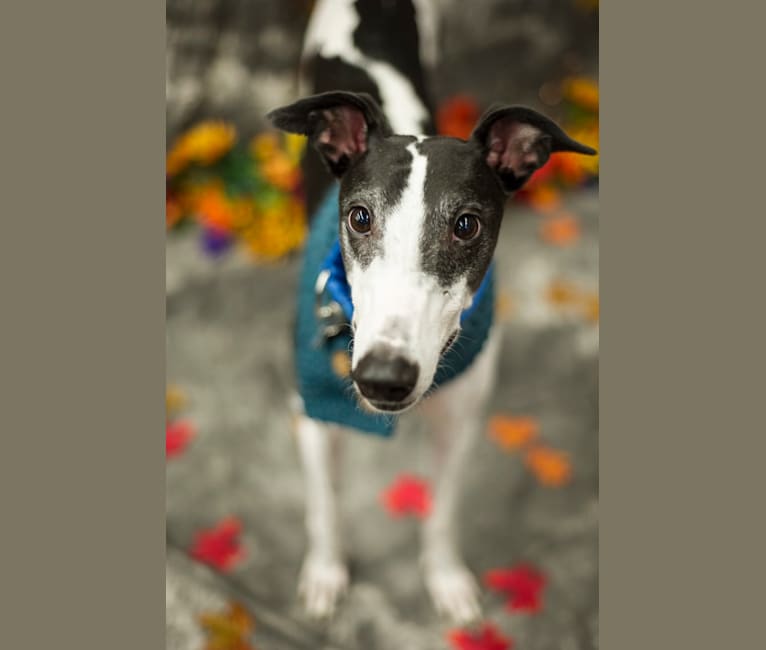 Prince, a Greyhound tested with EmbarkVet.com