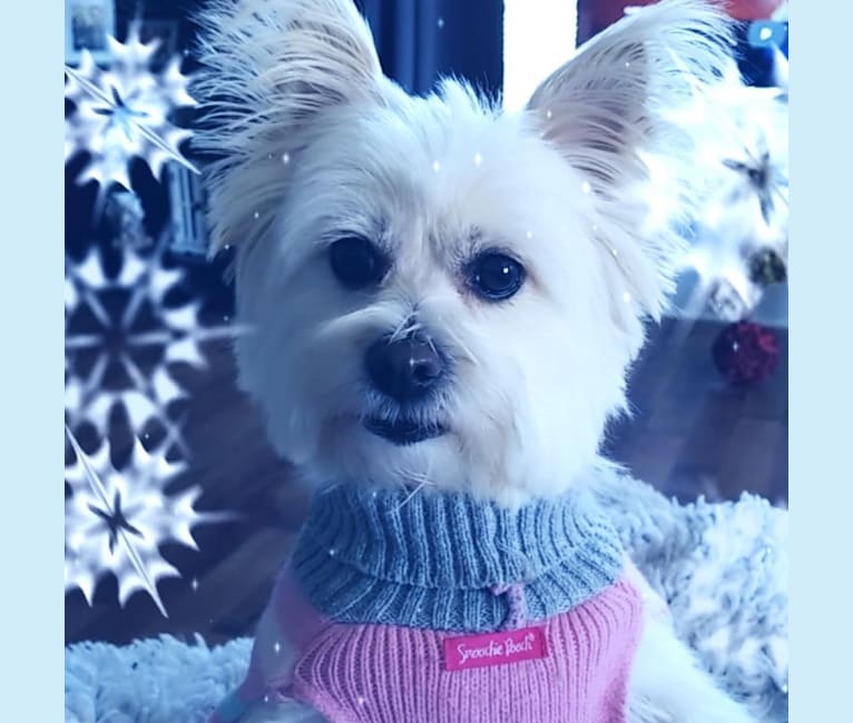 Sophie, a Pomeranian and Chihuahua mix tested with EmbarkVet.com