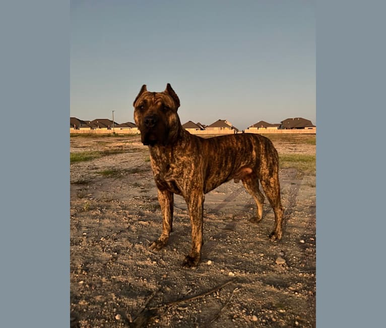 Jäger, a Perro de Presa Canario tested with EmbarkVet.com