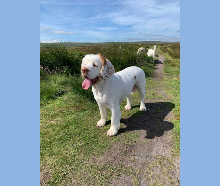Photo of Nell, a Clumber Spaniel  in Kungsbacka, Sweden