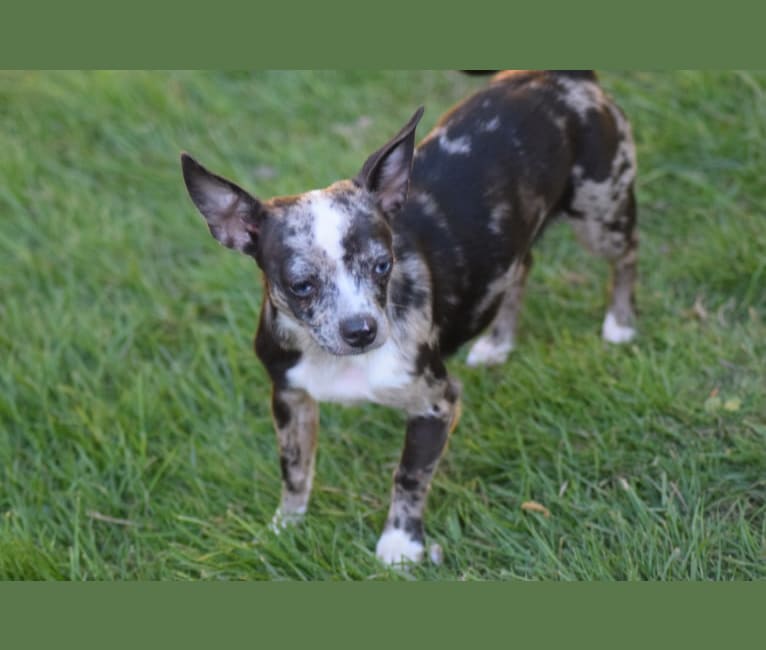 Tuscany, a Chihuahua tested with EmbarkVet.com
