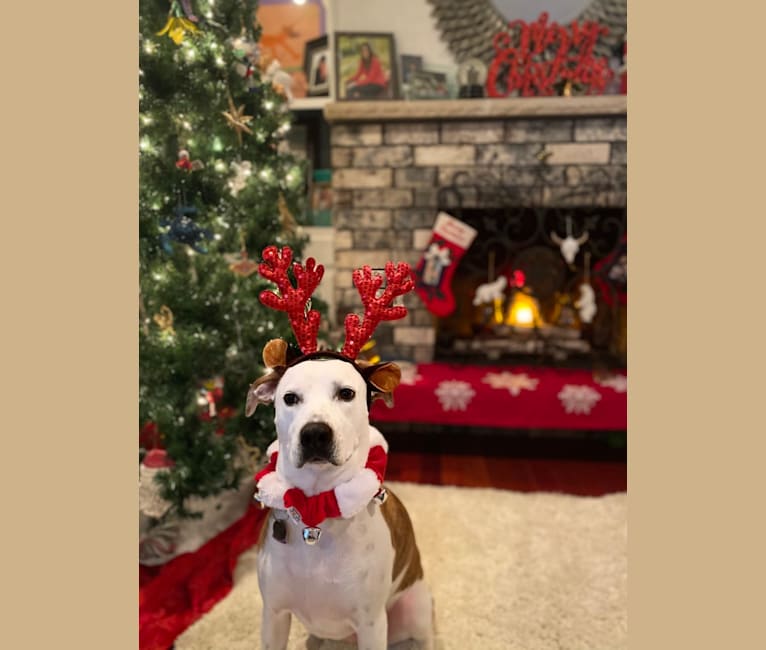 Photo of Penni, an American Foxhound, American Pit Bull Terrier, and American Bulldog mix in Missouri, USA