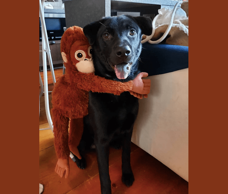 Ohana, a Hong Kong Village Dog tested with EmbarkVet.com