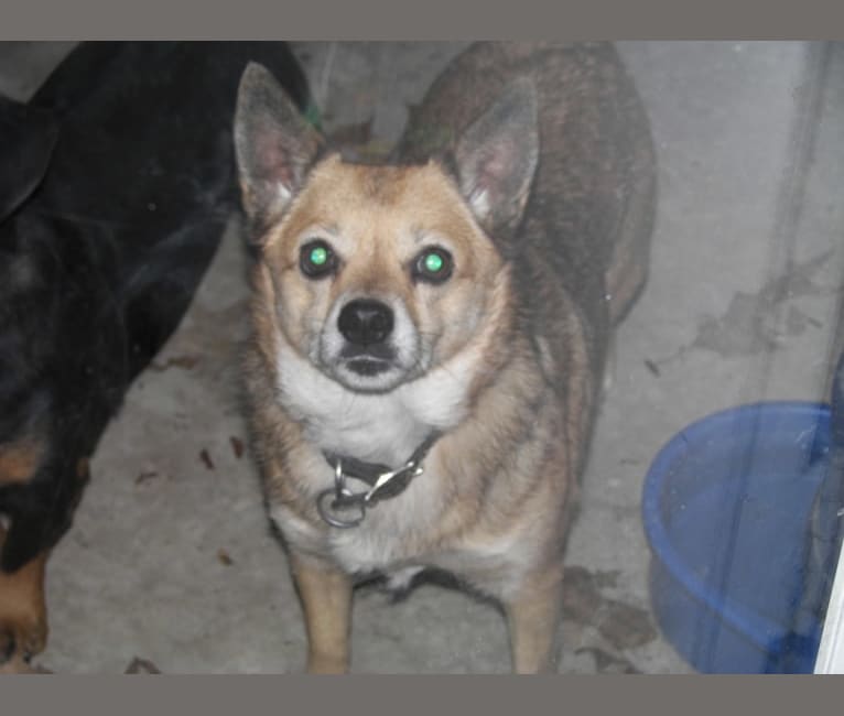 Embark Dog DNA Test Breed